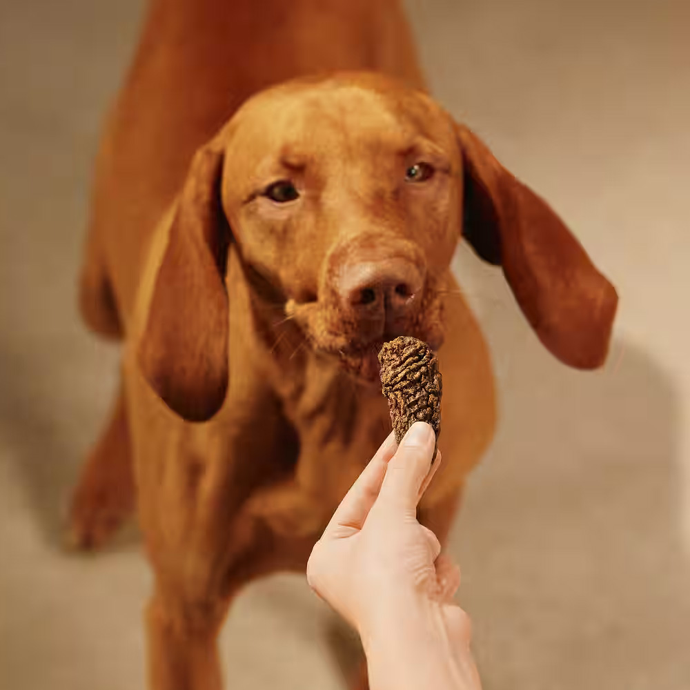 Carnilove Dog Jerky Turkey with Venison 100g Mięsny Przysmak dla Psa Indyk z Jeleniem